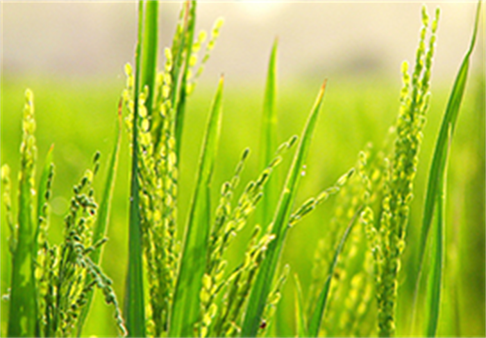 Thiết kế website Nông nghiệp – Hải sản – Nước Mắm