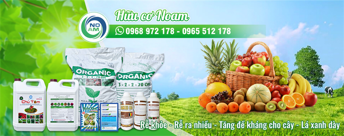 Tính Thành bàn giao khai trương website Phân bón hữu cơ Noam